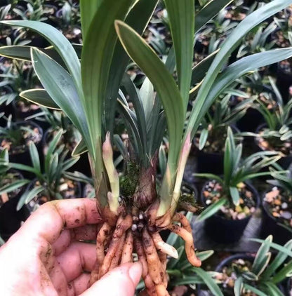 Cymbidium Dwarf Ensifolium ZenMoon Orchids Perfect for Windowsills or Indoors-Shipped bare root