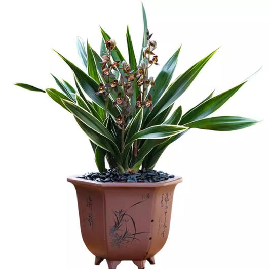 Cymbidium sinense 'Moon Crown' 望月冠 3 stems Easy Care Large Flowers Orchids 墨兰