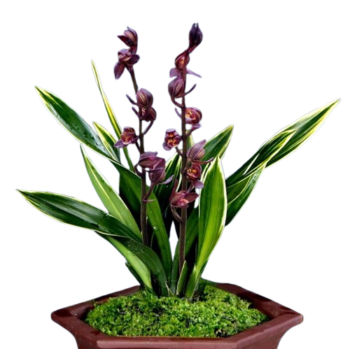Cymbidium sinense 'Moon Crown' 望月冠 3 stems Easy Care Large Flowers Orchids 墨兰