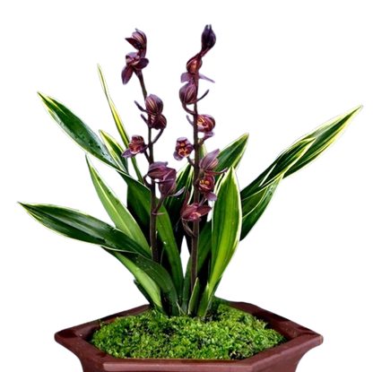 Cymbidium sinense 'Moon Crown' 望月冠 3 stems Easy Care Large Flowers Orchids 墨兰