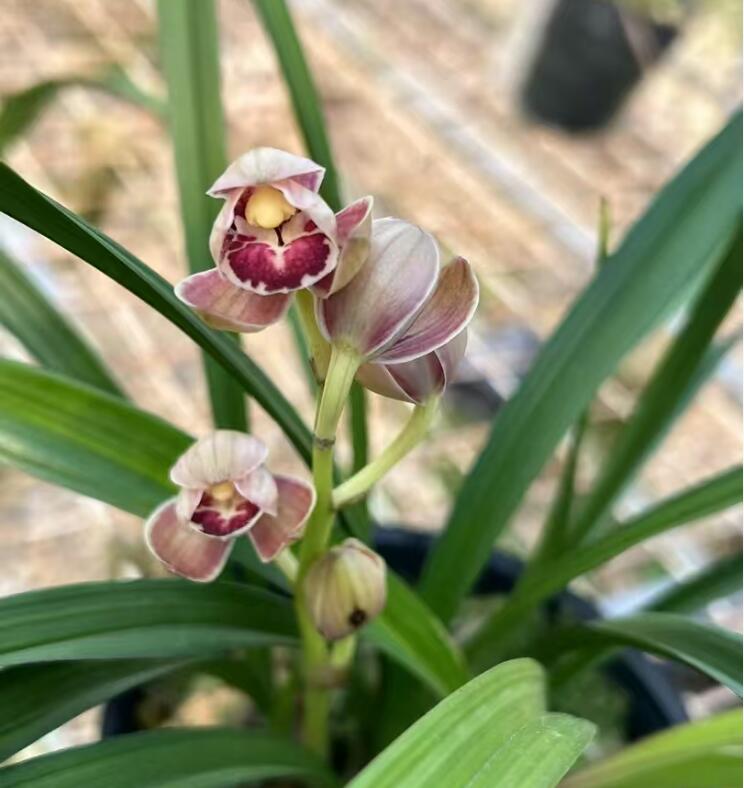 Cymbidium ensifolium-RedMoon 红月 easy care outdoor and indoor