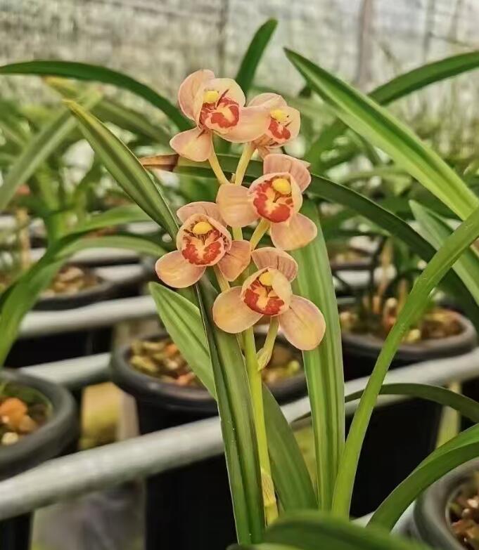 Cymbidium ensifolium-RedMoon 红月 easy care outdoor and indoor