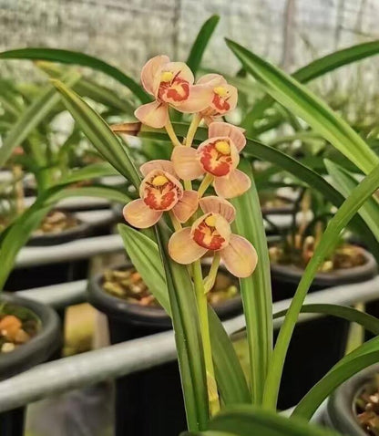 Cymbidium ensifolium-RedMoon 红月 easy care outdoor and indoor