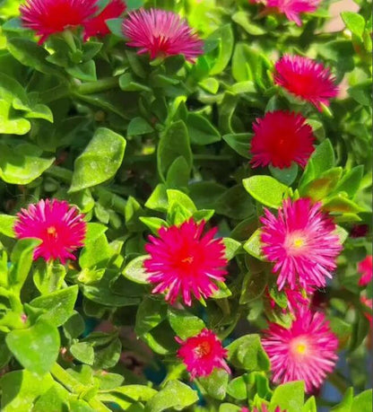 Aptenia Cordifolia Red Apple or Baby Sun Rose cuttings | Ice Plant easy care