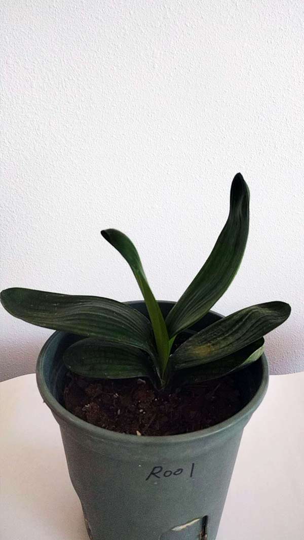 Mini Clivia miniata Cute and round with pot