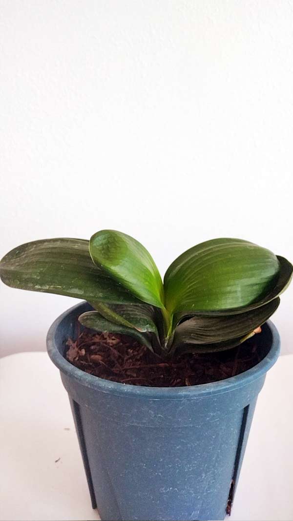 Mini Clivia miniata Cute and round with pot