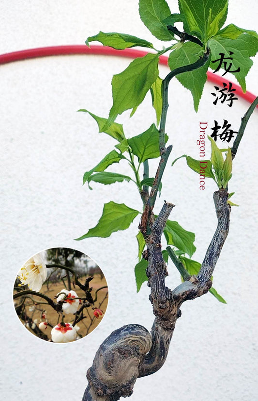 Bonsai tree with green leaves on a light gray background