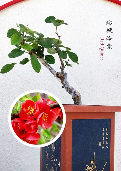 A potted red quince tree (Prunus persicus) bonsai-style plant with green leaves and a brown trunk, shown against a white wall with Chinese text and a circular inset photo of bright red flowers.