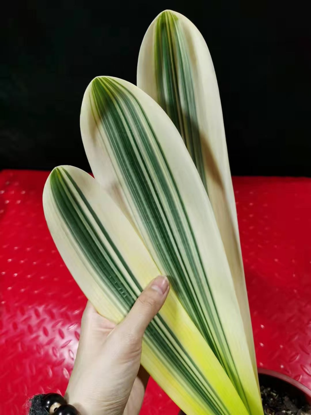 Variegated Clivia Miniata FuLun