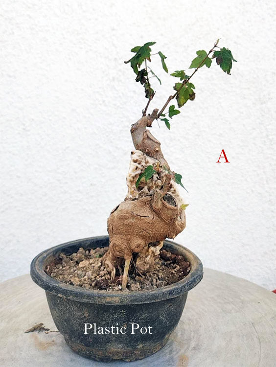 A small potted bonsai-style tree with a gnarled brown trunk and green leaves, shown in a dark plastic pot against a white textured wall. A red letter 'A' appears to the right, and the text 'Plastic Pot' is overlaid at the bottom of the pot.