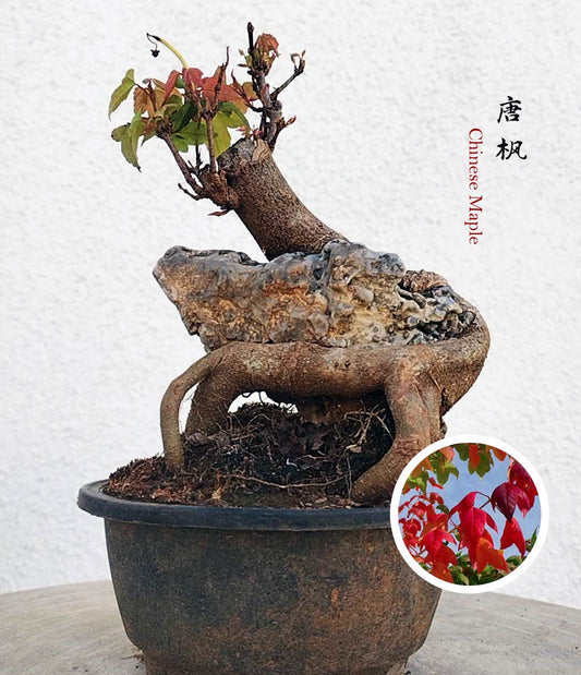Bonsai tree in a pot with a stone base on a light gray background, featuring Chinese Maple text.