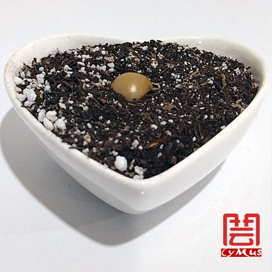 Heart-shaped white dish with dark soil and a small round object on a white background, featuring the brand 'Cymus'.
