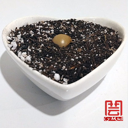 Heart-shaped white dish with dark soil and a small round object on a white background, featuring the brand 'Cymus'.