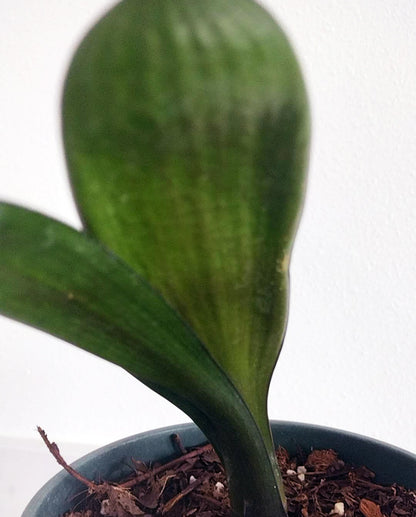 Clivia miniata variegata