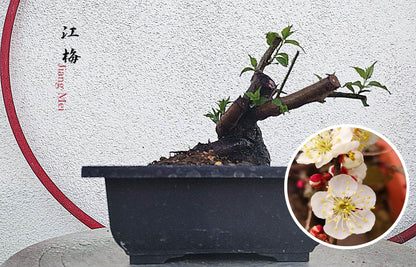 Bonsai tree in a pot with an inset of梅花 (prunus mume) flowers on a textured background.