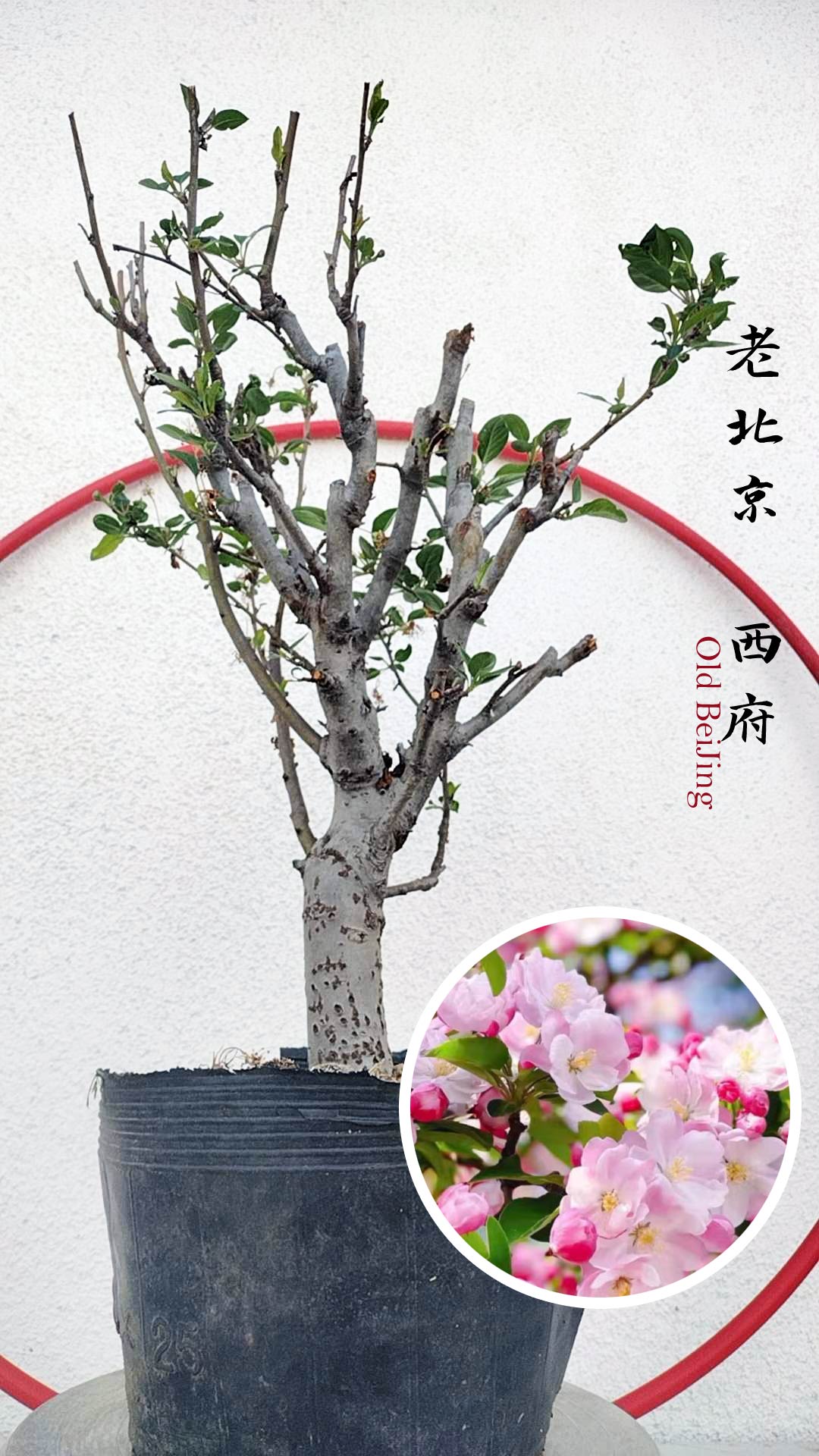 Old Beijing Xifu Crabapple
