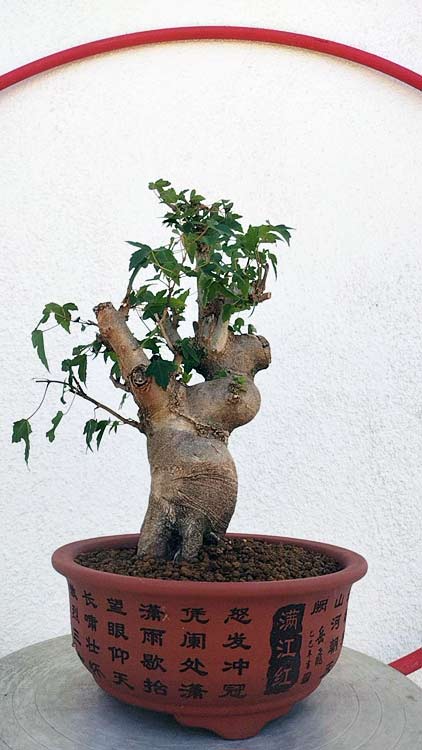 Authentic Chinese Trident Maple - Massive Nebari, Old Style Trunk with pot CYMUS Nurery