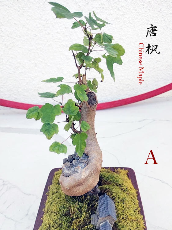 Trident Maples for Sale | Authentic Chinese Trident Maple Bonsai with Fiery Red Fall Color CYMUS Nurery