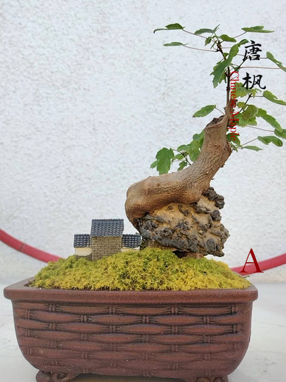 Trident Maples for Sale | Authentic Chinese Trident Maple Bonsai with Fiery Red Fall Color CYMUS Nurery