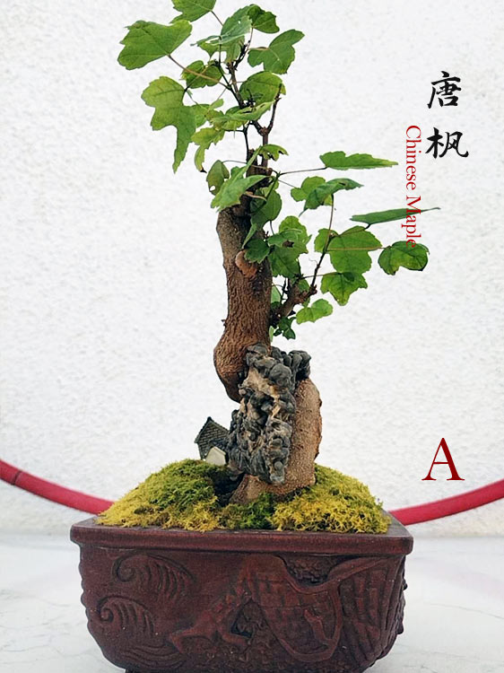 Trident Maples for Sale | Authentic Chinese Trident Maple Bonsai with Fiery Red Fall Color CYMUS Nurery