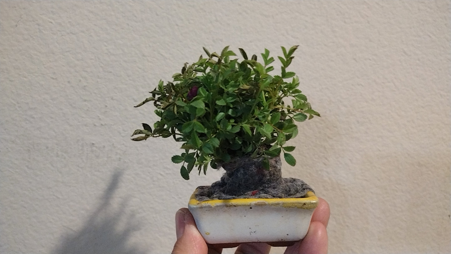 Mini cute Ji Rose with Bonsai pot 姬蔷薇 迷你可爱盆景 Bonsai Live Green Bonsai Tree Indoor outdoor Gardening Live Houseplant Home Decor Gift