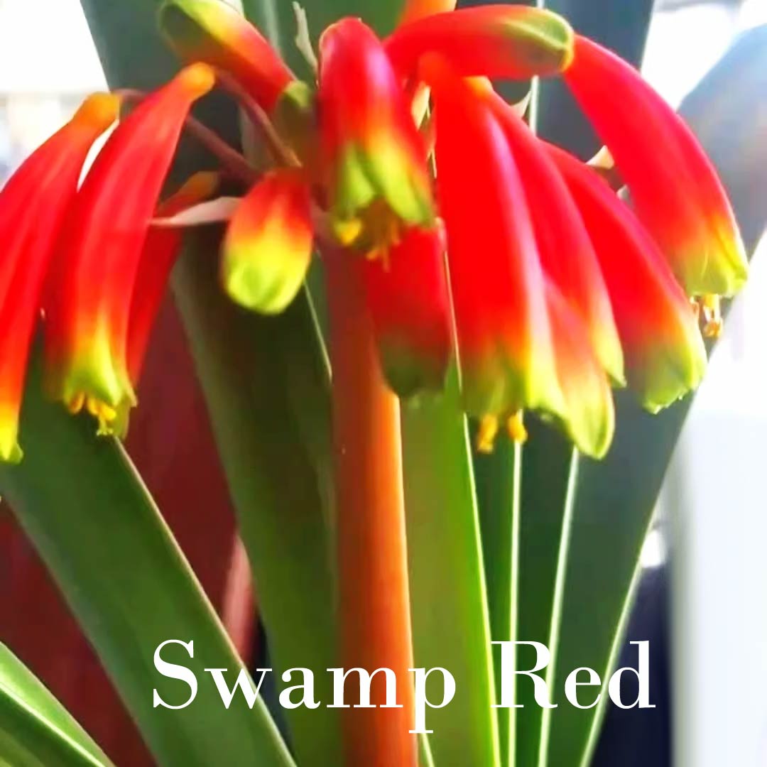 Clivia Seeds-Clivia Miniata Seeds 平尾绿 福伦 鸳鸯 血兰 PingWeiLv FuLun Madarin Duck Blood 5 pcs