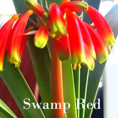 Clivia Seeds-Clivia Miniata Seeds 平尾绿 福伦 鸳鸯 血兰 PingWeiLv FuLun Madarin Duck Blood 5 pcs