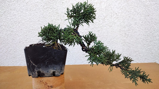 JiZhouZhenBai Juniper Bonsai Tree 济州珍柏 盆景 Bonsai Live Green Mound Juniper Bonsai Tree Indoor Gardening Live Houseplant Home Decor Gift