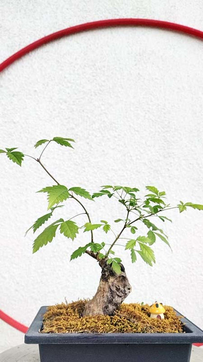 Chinese Chaste Tree Bonsai (Vitex negundo) – Five-Leaved Chaste Tree with pot