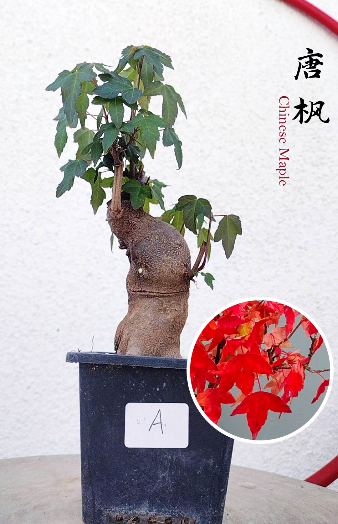Authentic Chinese Trident Maple bonsai- Fiery Red Fall Colors, with pot