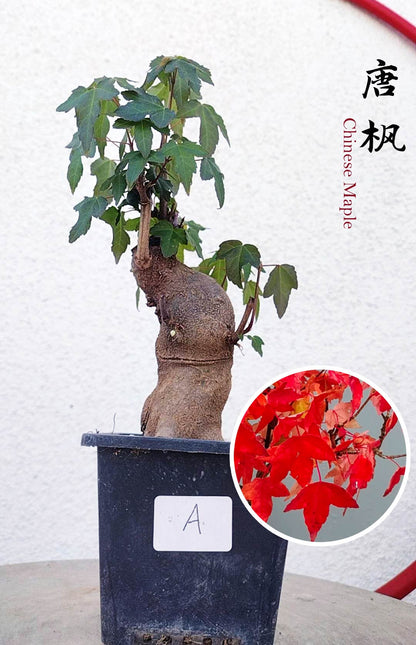 Authentic Chinese Trident Maple bonsai- Fiery Red Fall Colors, with pot