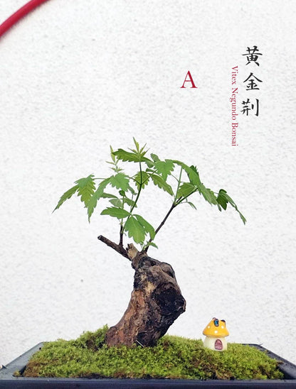 Chinese Chaste Tree Bonsai (Vitex negundo) – Five-Leaved Chaste Tree with pot
