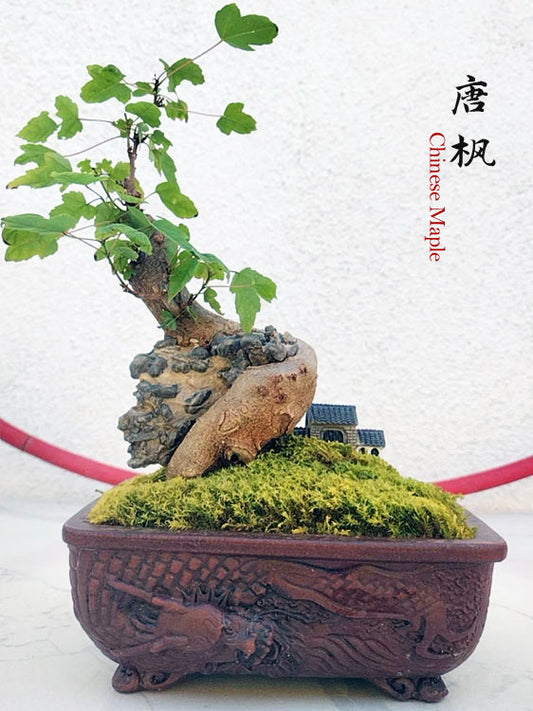 Trident Maples for Sale | Authentic Chinese Trident Maple Bonsai with Fiery Red Fall Color CYMUS Nurery
