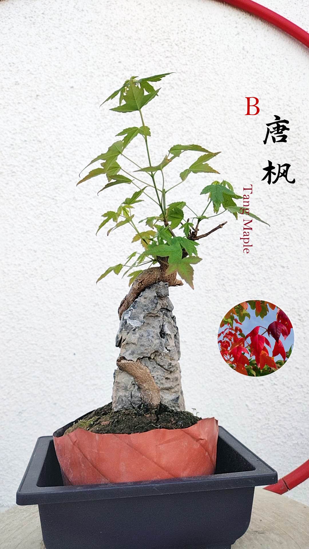 red bonsai tree for sale Authentic Chinese Trident Maple cover rock- Fiery Red Fall Colors, Old – CYMUS Nurery