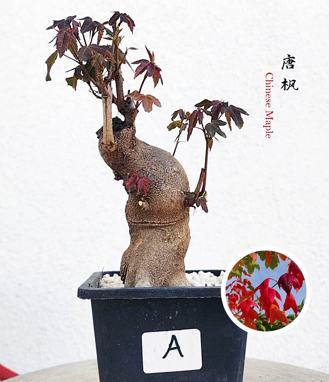 Authentic Chinese Trident Maple bonsai- Fiery Red Fall Colors, with pot