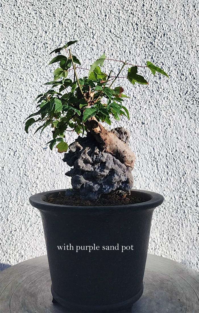 Authentic Chinese Trident Maple cover rock bonsai- Fiery Red Fall