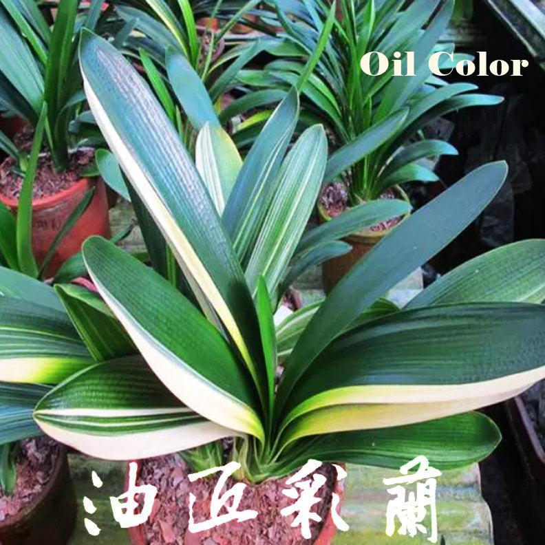 Clivia Seeds-Clivia Miniata seeds-君子兰种子   Stave Tiger Zebra 虎头麻脸 虎斑  微型兰 立板彩兰 短叶油匠  鸳鸯 知雀彩 血兰 Blood (5 seeds)