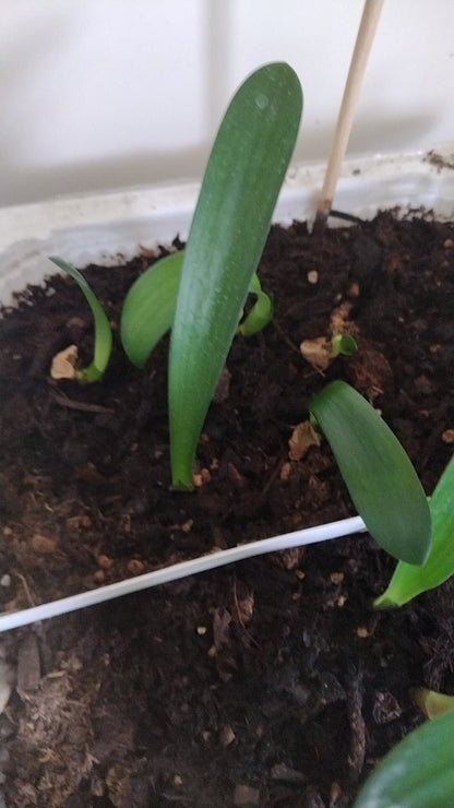 Five Clivia (Clivia miniata) Seedlings (Random Varieties)