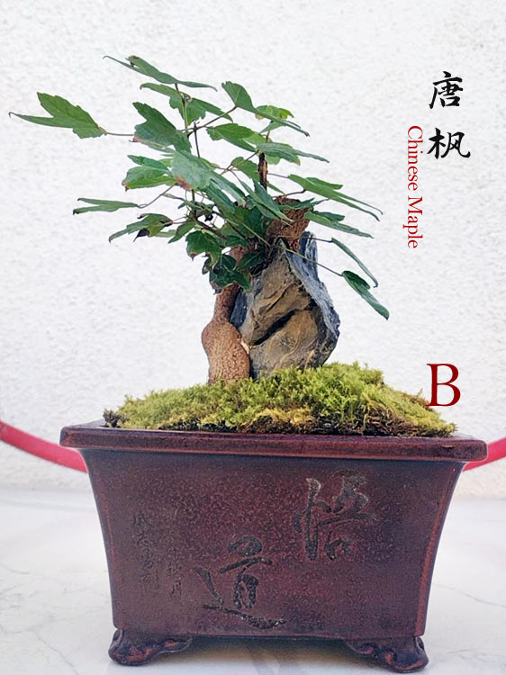 Trident Maples for Sale | Authentic Chinese Trident Maple Bonsai with Fiery Red Fall Color CYMUS Nurery