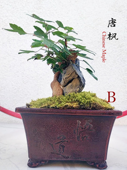 Trident Maples for Sale | Authentic Chinese Trident Maple Bonsai with Fiery Red Fall Color CYMUS Nurery