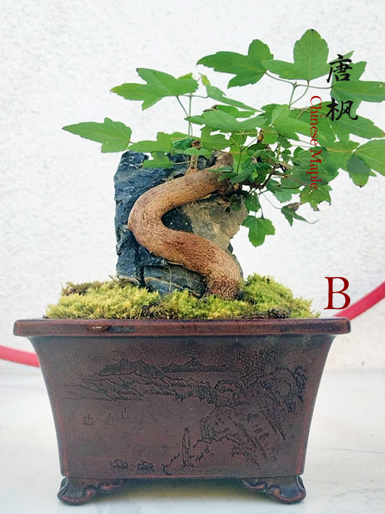 Trident Maples for Sale | Authentic Chinese Trident Maple Bonsai with Fiery Red Fall Color CYMUS Nurery