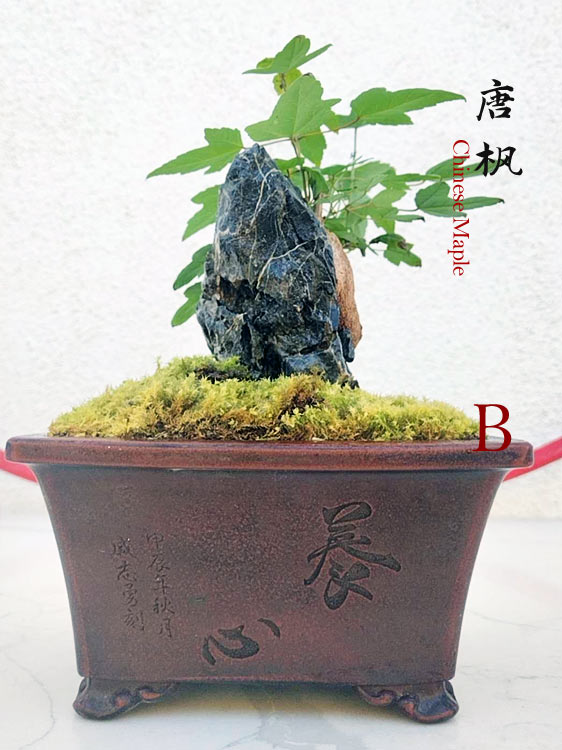 Trident Maples for Sale | Authentic Chinese Trident Maple Bonsai with Fiery Red Fall Color CYMUS Nurery