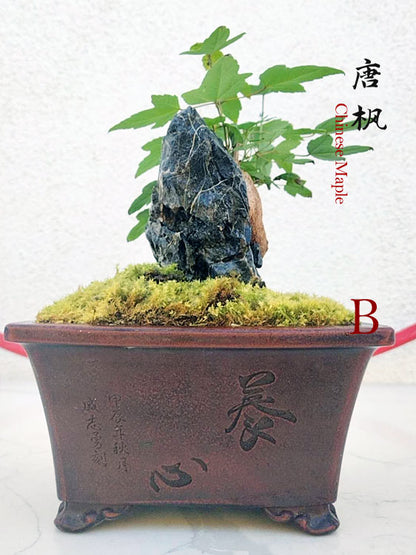 Trident Maples for Sale | Authentic Chinese Trident Maple Bonsai with Fiery Red Fall Color CYMUS Nurery