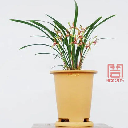 Cymbidium Ensifolium XiaoGuoHun Orchids Perfect for Windowsills or Indoors-Shipped Without Flowers