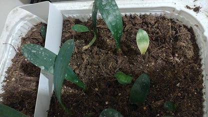 Five Clivia (Clivia miniata) Seedlings (Random Varieties)