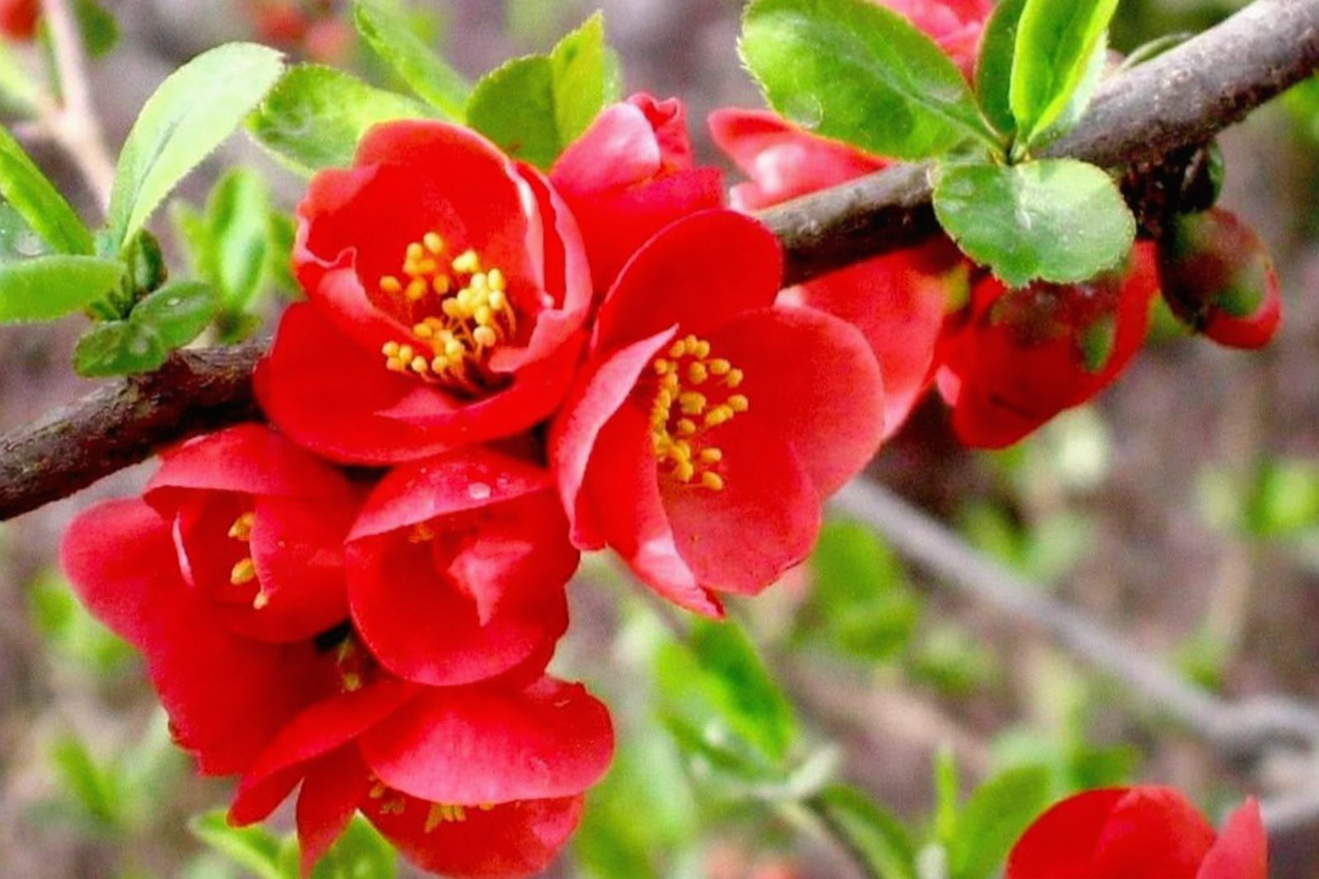 Red Flowering Quince Bonsai -Chinese flowering crabapple | Chaenomeles Speciosa | Dense Red Blooms