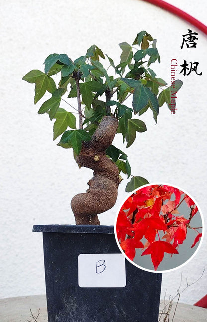 Authentic Chinese Trident Maple bonsai- Fiery Red Fall Colors, with pot