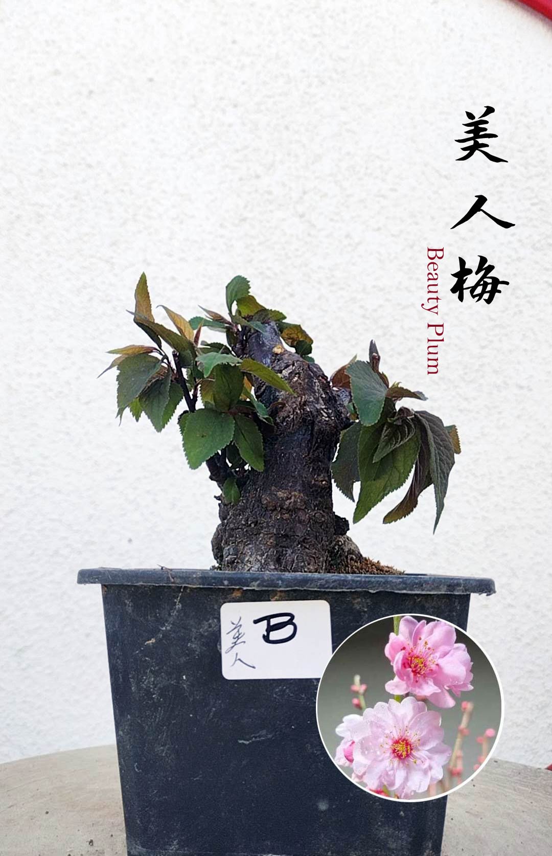 Rare MeiRen HuangXiang Japanese Apricot Bulldog (Prunus mume) – 5+ Year Old with pot