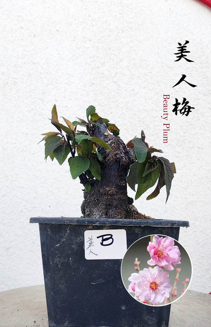 Rare MeiRen HuangXiang Japanese Apricot Bulldog (Prunus mume) – 5+ Year Old with pot
