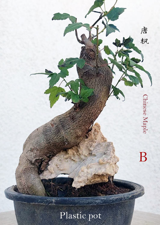 Authentic Chinese Trident Maple cover rock bonsai- Fiery Red Fall Colors with pot CYMUS Nurery